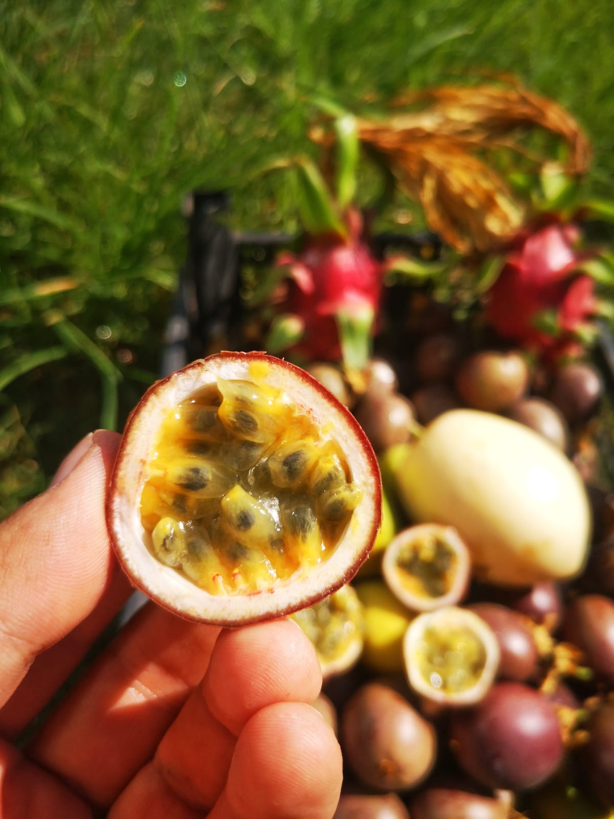 Çarkıfelek Meyvesi